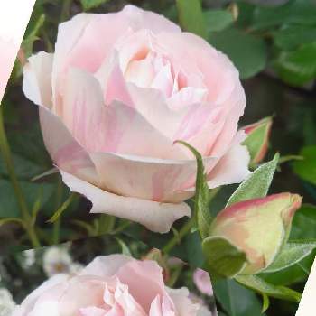 バラ・ビエドゥの画像 by フランさん | アプローチとオキザリス・トリアングラリスとバラ・ビエドゥと素敵なお花とばら バラ 薔薇とおしゃれな土曜日♪と毎日ローズショーと可愛いお花とおうち園芸とはなのある暮らしと綺麗なお花とバラ好きとピンクのお花とピンクワールドへ ようこそとガーデニング