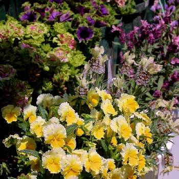 ビオラ　エッグタルトの画像 by marrieさん | 小さな庭とペチュニア 湘南ヴェルデとビオラ　エッグタルトと植物男子とサトウ園芸