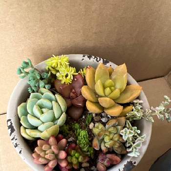 群月花の投稿画像一覧 Greensnap グリーンスナップ