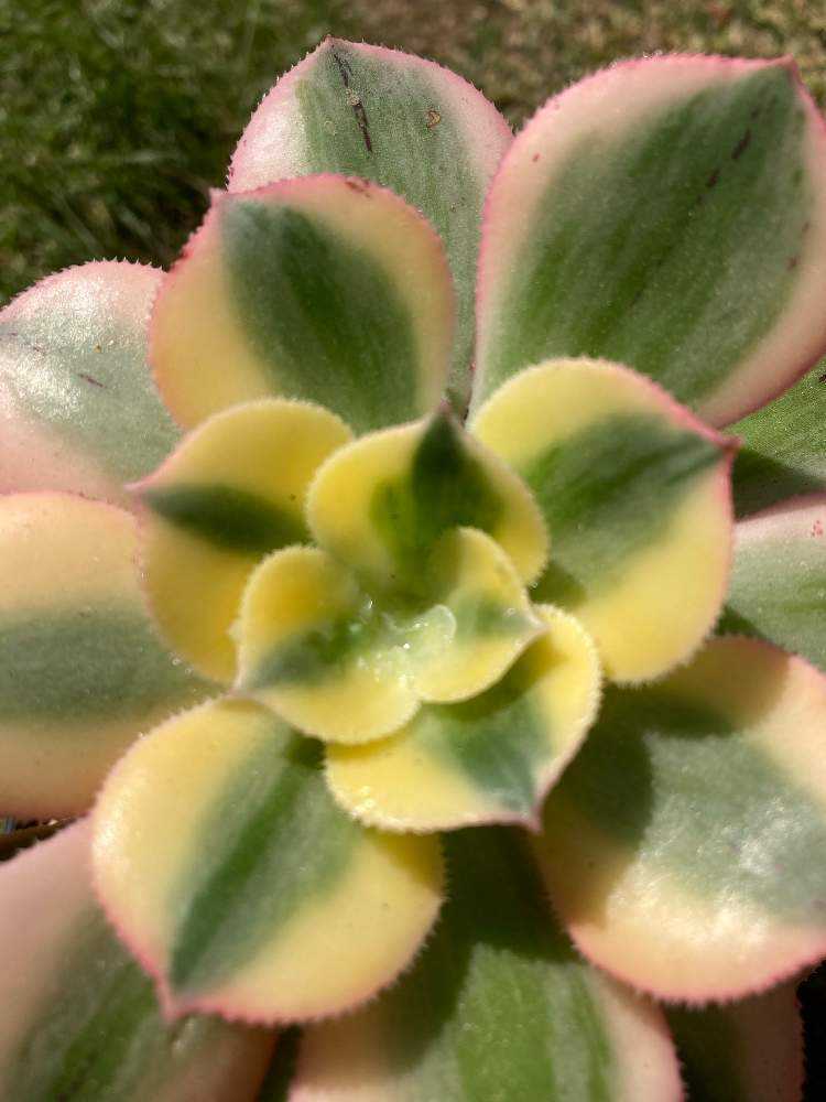 アエオニウム スターバースト成長記録｜🍀GreenSnap（グリーンスナップ）