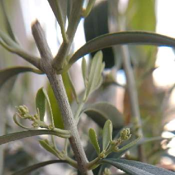 花粉症の投稿画像一覧 Greensnap グリーンスナップ