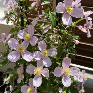 クレマチス,クレマチス モンタナ,つる性植物,パステルカラー,庭の宿根草の画像