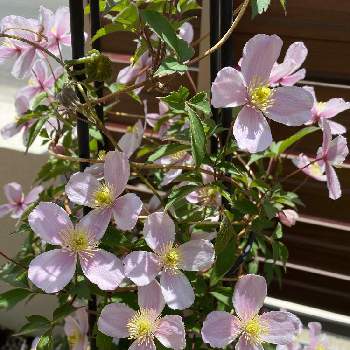 ルピナスの画像