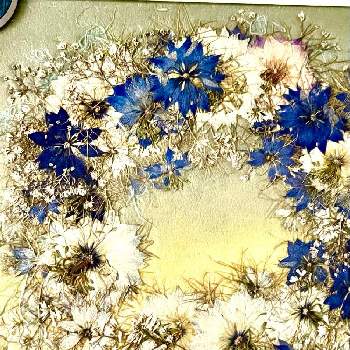 押し花の画像 by アールさん | 部屋とクロタネソウの押し花と可愛い〜♡と押し花と今日のお花