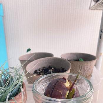 アボカド栽培の画像 by KZさん | 窓辺とアボカド栽培と花のある暮らしと緑のある暮らしと室内管理