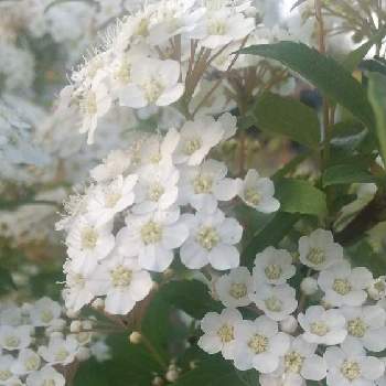 コデマリの花の画像 by ヒナさん | 小さな庭とコデマリ❇︎とコデマリの花とコデマリ♡と花木栽培とGS川柳と地植え