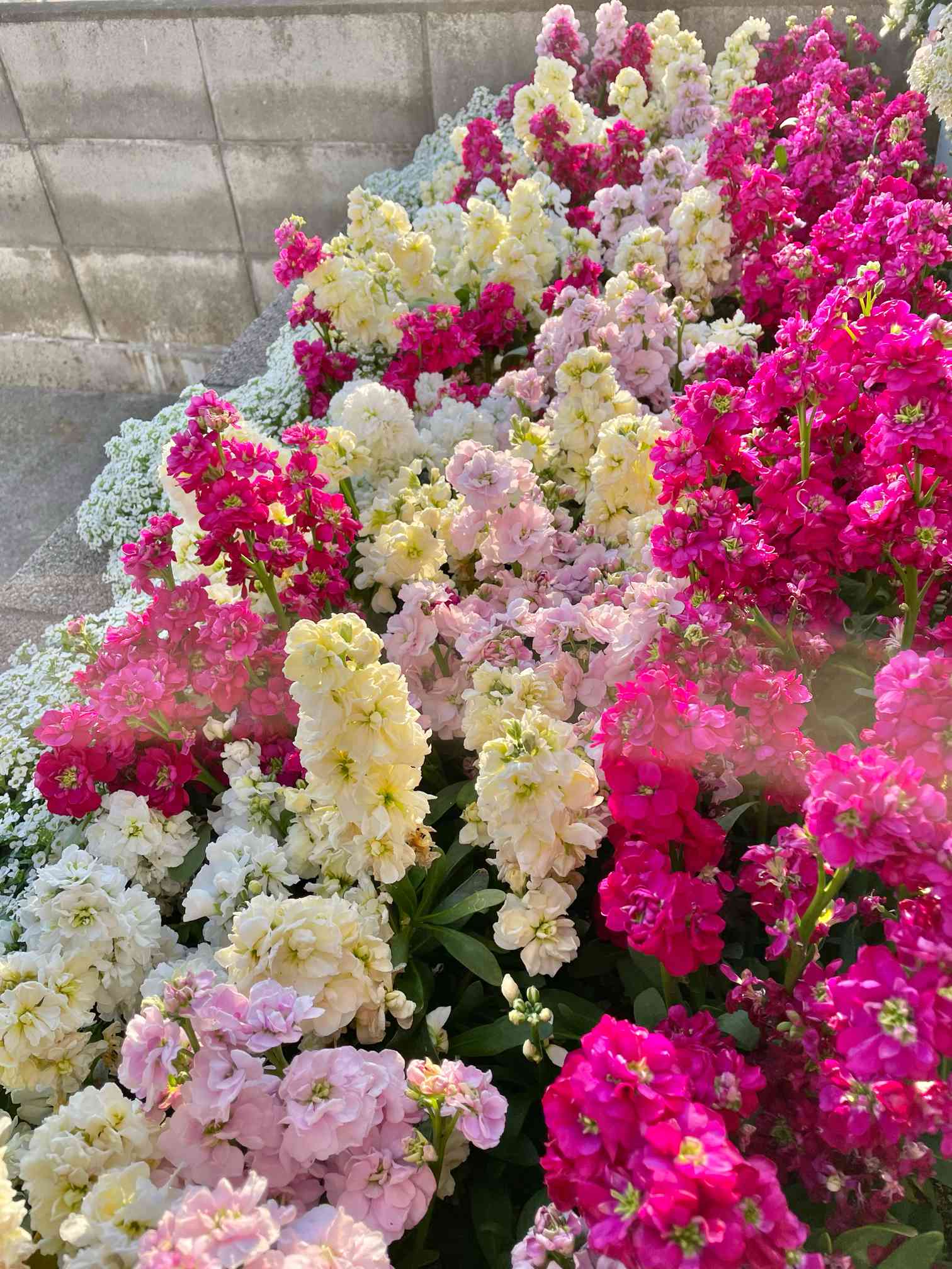 ♡開花中♡DD多弁ホワイト整形花 横向き充実株