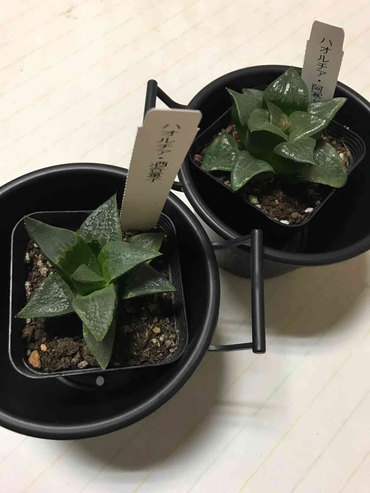 ハオルチア 酒呑童子の一覧|🍀GreenSnap(グリーンスナップ) ハオルチア 酒呑童子の一覧|🍀GreenSnap(グリーンスナップ)