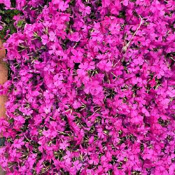 咲きました❣️の画像 by はなくまさん | 小さな庭とシバザクラと咲きました❣️と元気になると毎年咲くとガーデニングと花のある暮らし