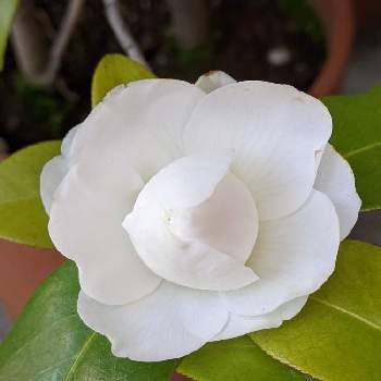 つばきの花の画像 by とぅとぅさん | 車庫とつばきとありがとう♡とつばきの花とはるが来た！とGSに感謝。と毎年咲くと白い花