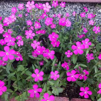 シレネ ピンクパンサーの画像 by イアさん | 小さな庭とシレネ ピンクパンサーと花のある暮らし