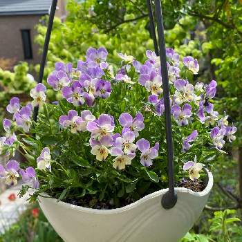 ビオレッタの画像 by サクサクレモンさん | 小さな庭とビオレッタと花のある暮らしと可愛らしいビオラとセリアの鉢