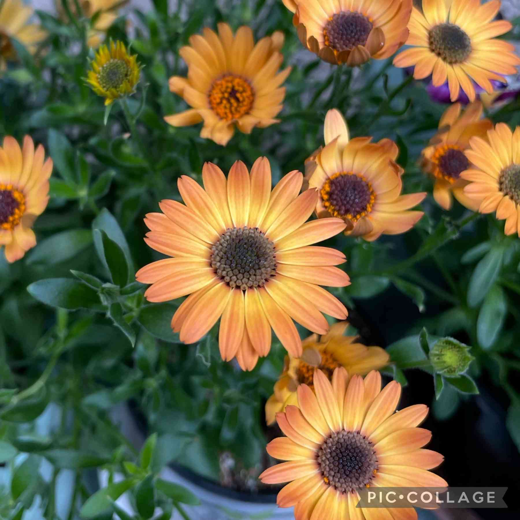 オステオスペルマムの挿し木たち🧡｜🍀GreenSnap（グリーンスナップ）