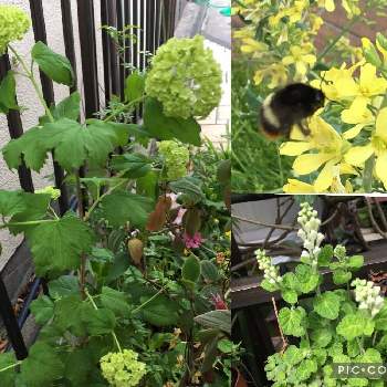 タツナミソウ 白 の一覧 Greensnap グリーンスナップ