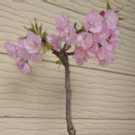 アオモリマンテマの一覧 Greensnap グリーンスナップ