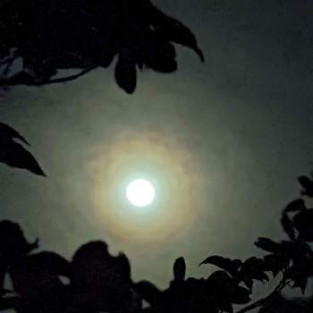 満月の画像 by ひーちゃんさん | 小さな庭とハナミズキとお月様。とハナミズキ　赤とハナミズキ(花水木)とハナミズキ（花水木）と月(つき)と満月とウクライナに平和をと仲良しリレー( 〃▽〃)
