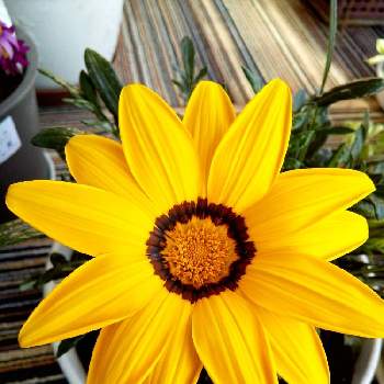 だいすきの画像 by ぴょんさん | 窓辺とガザニアと黄色のお花♡とだいすきと可愛い❤と綺麗なお花❤ときれいな色と好みの色と花のある暮らしとサンルームにて