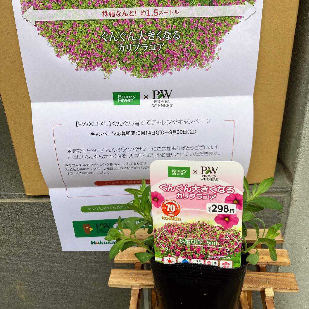 PW×コメリ ぐんぐん大きくなるカリブラコア生長記録｜🍀GreenSnap