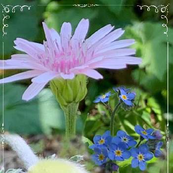 お庭生活の画像 by いちごうさん | 小さな庭と庭が好きと植物だいすきとお庭生活とお花のいい季節とみどりに癒されると花のある暮らし