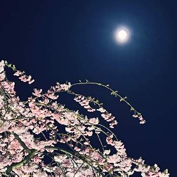 夜桜の画像 by ちゃらさん | お出かけ先と夜桜とさくらとピンクムーン♡と桜フォトコン2022