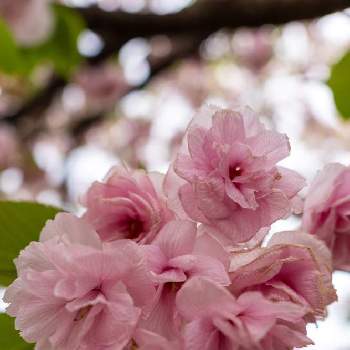 単焦点レンズの世界の画像 by sumidaxさん | お出かけ先と花が写る風景と花写真を撮るのが好きと花と風景とカメラ撮影と大阪造幣局桜の通り抜けと桜が好きですとsony α7cとレンズ越しの私の世界とミラーレス一眼とフルサイズと単焦点レンズの世界と花が好きとネット予約でお花見