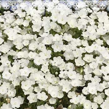 純白の画像 by あやりんさん | お出かけ先とネモフィラとステキ✨と可愛いお花♡と素敵♡と花びら可愛い♡とhappy♡と綺麗♡と純白と可愛い♡