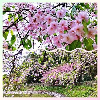 さくらさくら咲け咲けさくらの画像 by eryさん | お出かけ先と枝垂れ桜と亀山城公園とさくらさくら咲け咲けさくらとビューティフル サンデーと木に咲く花とピンクのお花と桜(さくら)リレーとピンクワールドへ ようこそと❤️桜リレー♬