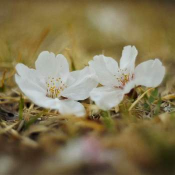 落ちた花の投稿画像一覧 Greensnap グリーンスナップ