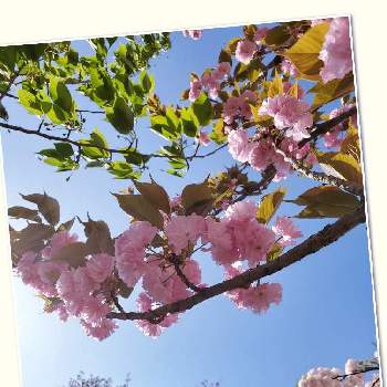 オオシマザクラの画像 by ジャカりん☆(りり㍉)さん | お出かけ先とフゲンゾウと桜・関山(かんざん）とオオシマザクラとソメイヨシノと若葉と樹木と桜の栞♪と葉っぱとさくら 桜 サクラとかわいいな♡とMyさくら日誌*Ⅲとあおぞら