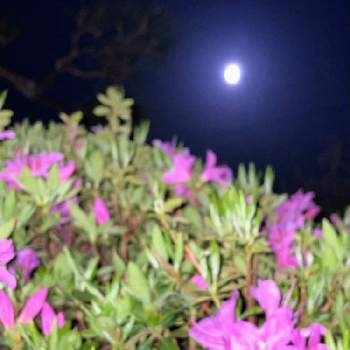 月と植物の画像 by シクラメンさん | 小さな庭と月と植物とピンクムーン♡と穏やかな日々を願ってと癒されるときれい✨と満月の夜と ツツジと武器ではなく花を