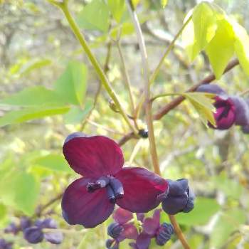 あけびの花 の投稿画像一覧 Greensnap グリーンスナップ