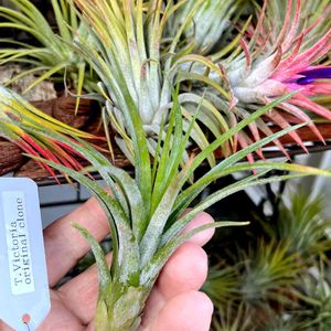観葉植物,チランジア属,インテリアグリーン,エアープランツ☆,わが家の観葉植物❢の画像