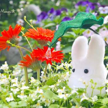 シンバラリアの画像 by monmiさん | 小さな庭とシンバラリアとミニガーベラと今日も笑顔で♡と植物のある暮らしと寄せ植えとちいさな幸せ♡と小花会とおうち園芸とオレンジ色と花のある暮らしと白い花とかわいいな♡