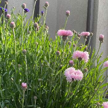 種蒔きっ子の画像 by michi!さん | 小さな庭と矢車菊と小さな庭からと種蒔きっ子とミッチの会