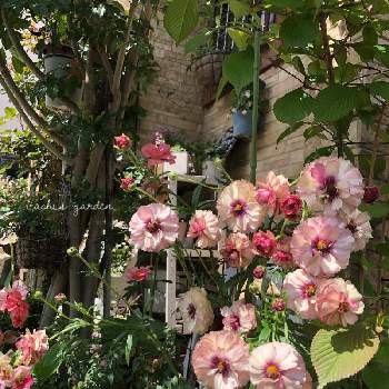 ラナンキュラスラックス・アイオリアの画像 by itachiさん | 小さな庭と趣味がお仕事にとラナンキュラスラックス・アイオリアと植物のある暮らしとお花大好き♡と癒しと植物大好きとおうち園芸と花のある暮らしと『秋植え球根2022』フォトコンテスト