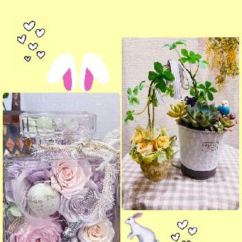 イースターアレンジの投稿画像一覧 Greensnap グリーンスナップ