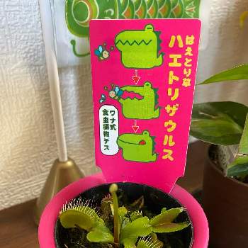 食虫植物 ハエトリソウの画像 by じゅんさん | ハエトリソウと食虫植物 ハエトリソウ