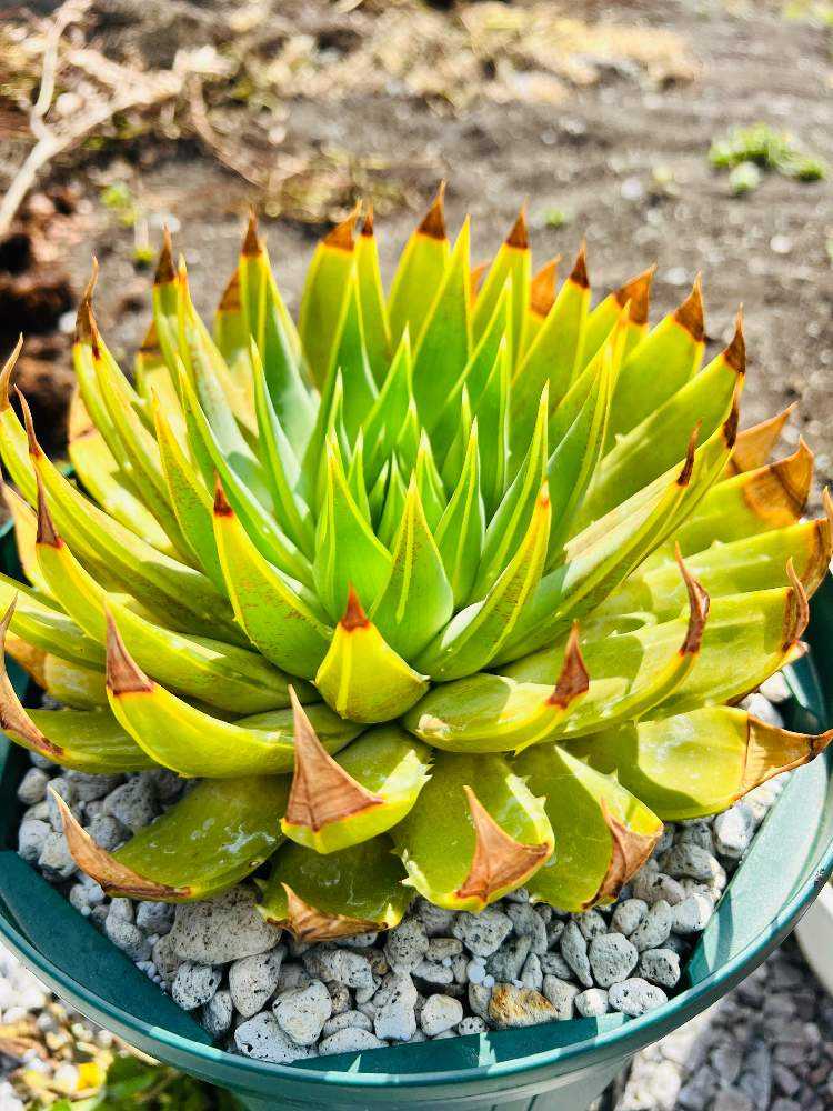 アロエ ポリフィラ 実生 6号鉢 Aloe polyphylla サボテン 多肉植物