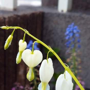 ハート♡の画像 by seven-yyさん | 小さな庭と初心者と半日陰の庭とたいつり草♡と真っ白とハート♡と花のある暮らしと春だなぁ
