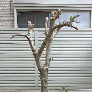 オリーブ の投稿画像一覧 Greensnap グリーンスナップ