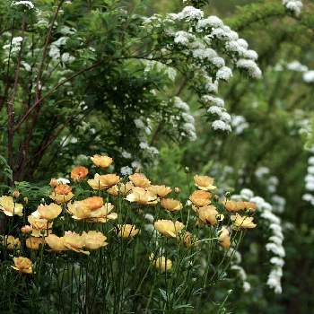 伊豆の庭の画像 by 伊豆野サクラさん | ロティスとコデマリとラナンキュラスと花のある暮らしと伊豆の庭と✨ラナンラックス