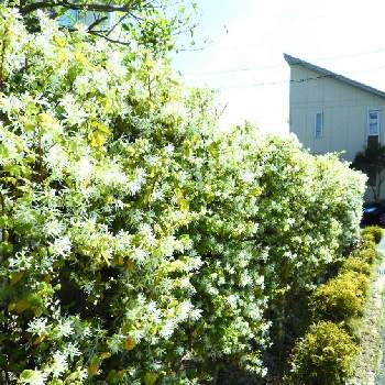 通り道のお宅にの画像 by m＆oさん | お出かけ先と白いトキワマンサクと生け垣とトキワマンサクの花と通り道のお宅にと朝の散策路