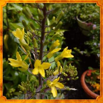 葉牡丹のお花の画像 by レモンさん | 小さな庭と葉牡丹のお花とおうち園芸
