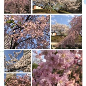 ソメイヨシノ,八重桜,枝垂れ桜,私の癒し,picコラージュの画像