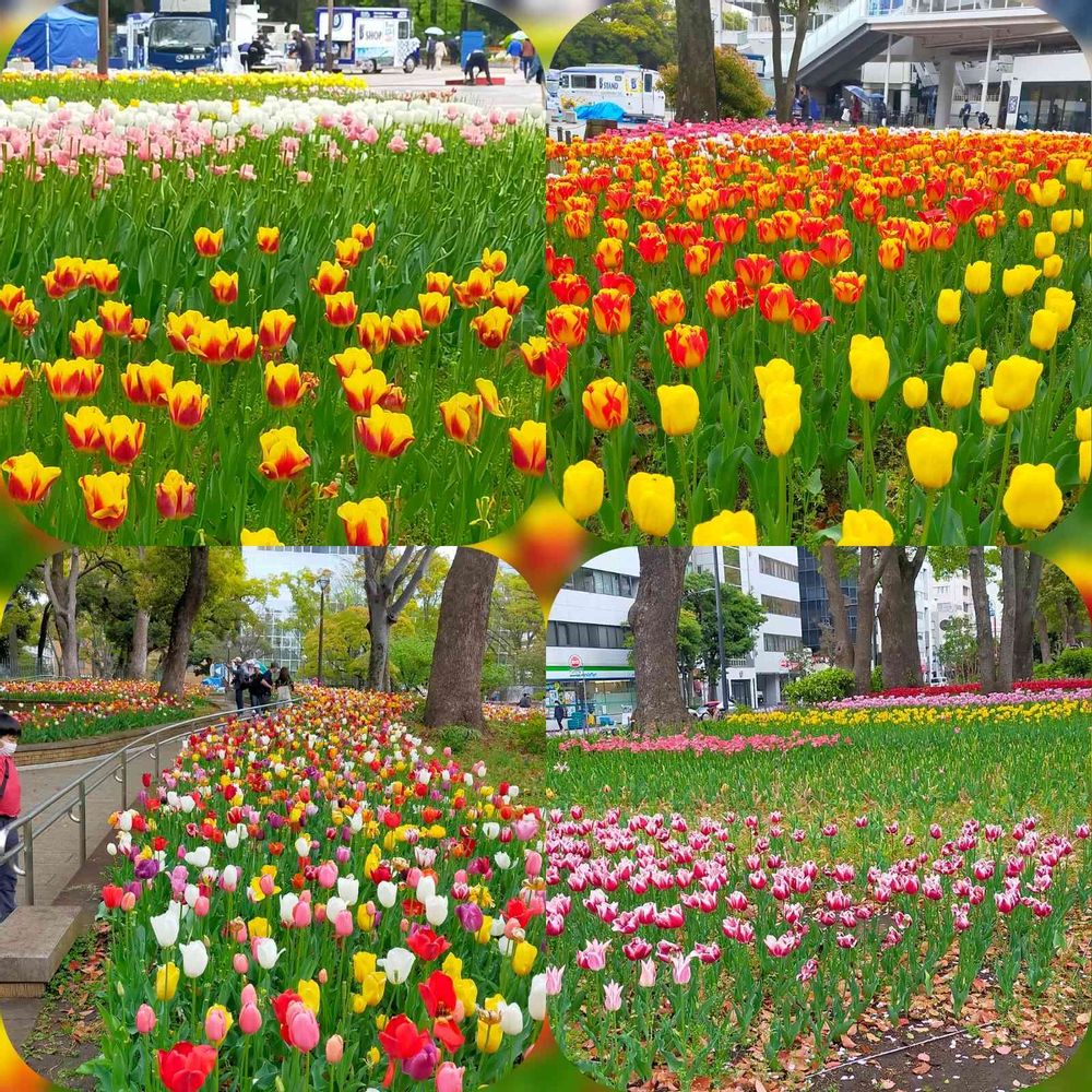 とりさんの横浜公園への投稿