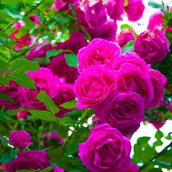 きれいな景色の画像 by emuzupapaさん | 広い庭とWEEKEND FLOWERとばら バラ 薔薇とオープンガーデンとGS映えとつるバラとナチュラルガーデンとGS日和とイングリッシュガーデンとバラ・オールドローズとガーデニングdiyとガーデニングと花のある暮らしとローズガーデンときれいな景色と❤️透き通る美しさと花景と色あざやかとカメラ好き☆と庭の宿根草