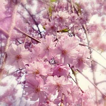 しだれ桜の画像 by ©❁✿σ.γ‪α‬k‪α‬.❁✿さん | しだれ桜とサクラとサクラサクとピンクの花と昼休みと花のある暮らしとさくらとモフモフ(*´∀｀*)と春のお花とコロナ退散と桜フォトコン2022と腰痛に負けるな！ときゃわたん❤とけっこい❤