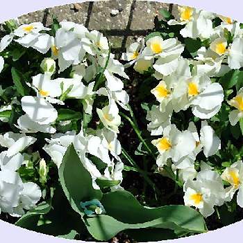 よく咲くスミレの画像 by sony1さん | 小さな庭とよく咲くスミレとビオラ・パンジーと花いろいろとよく咲くスミレ♡