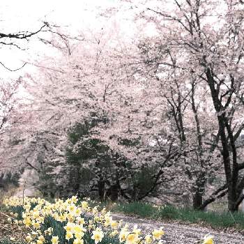 さくらさくら咲け咲けさくらの画像 by EOS1Dさん | お出かけ先とさくらさくら咲け咲けさくらとグリーンスナップ❤とストリートスナップと桜フォトコン2022とコンテストとお散歩と素敵