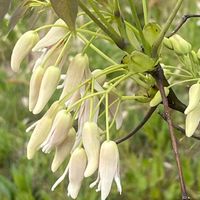 ムベ,花壇,ガーデニング,山野草,果樹の画像